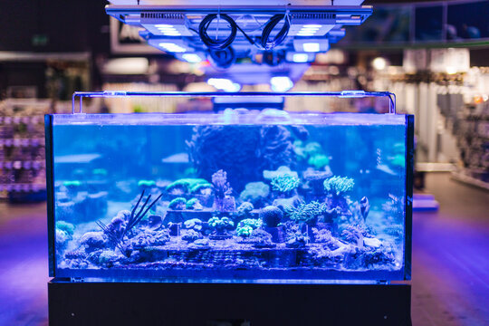 Blue Lit Saltwater Coral Reef Aquarium