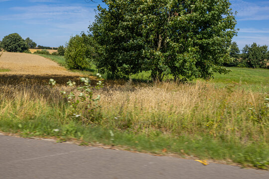 Summer Rural Landscape with Green Fields, Trees and Country Road. Scenic summer countryside landscape viewed from a rural road, featuring green fields, tall wild grasses, mature trees and dense vegeta