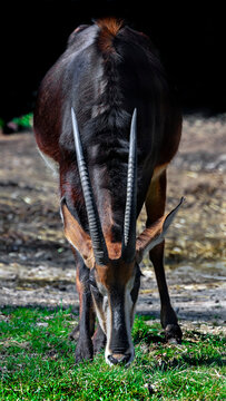 Sable antelope on the lawn. Latin name - Hippotragus niger	