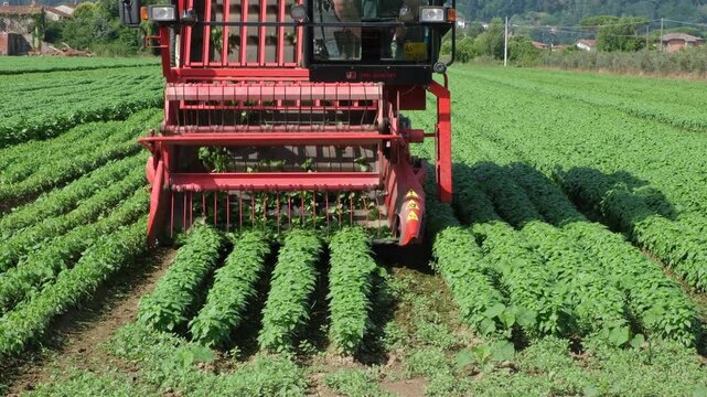 Basil harvesting in Italy with agricultural machinery, organic farming, agribusiness, sustainable agriculture, food industry, fresh herb production, local produce and Mediterranean rural landscape.