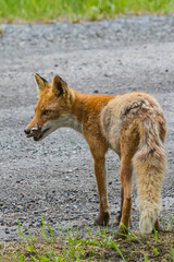Fototapeta premium 日本 北海道の釧路湿原周辺で佇む野生のキタキツネ