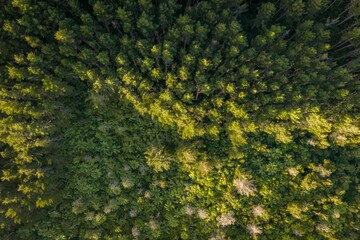 Direct aerial view capturing the dense green canopy of a pine forest in Whangamata, New Zealand, showcasing natural patterns and sunlight. © Stefan