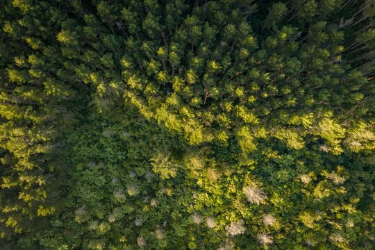 Direct aerial view capturing the dense green canopy of a pine forest in Whangamata, New Zealand, showcasing natural patterns and sunlight.