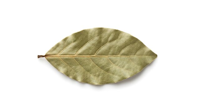 Bay leaf, top-down flat lay view, isolated on pure white background, hyperrealistic studio product photography