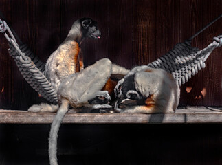 Naklejka premium Crowned sifakas on the poles. Latin name - Propithecus coronatus 