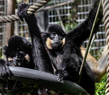 Southern yellow-cheecked gibbons in their enclosure. Latin name - Nomascus gabriellae