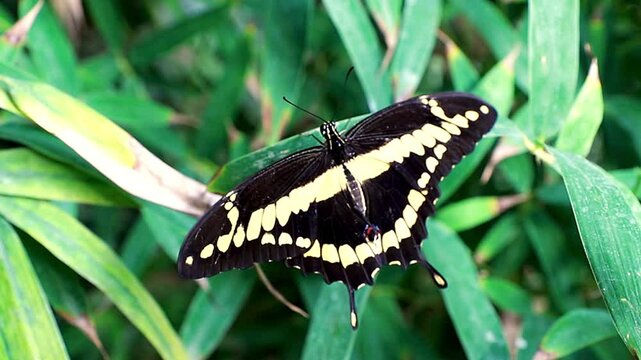 High-quality close-up footage of a beautiful black and yellow swallowtail butterfly perched on vibrant green leaves in a tropical garden. Ideal for nature documentaries, environmental content, wildlif