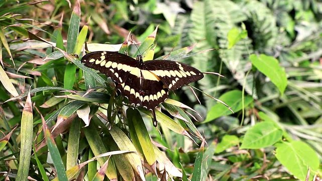 High-quality close-up footage of a beautiful black and yellow swallowtail butterfly perched on vibrant green leaves in a tropical garden. Ideal for nature documentaries, environmental content, wildlif