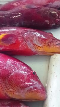 Close up of fresh red grouper fish at Kei Islands fish market Indonesia