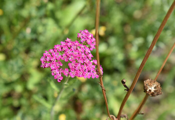 Schafgarbe (Achillea millefolium) © JS