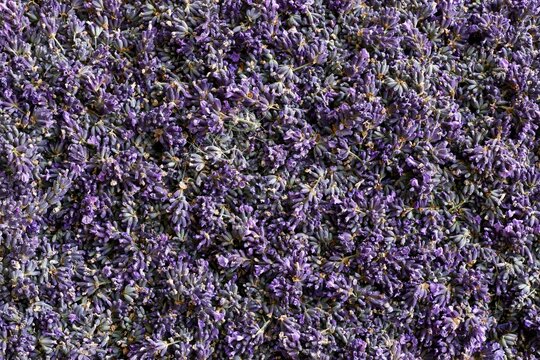 Dried lavender sprigs filling the surface in a dense, tactile mosaic of violet and plum tones, ideal for wellness and beauty backgrounds