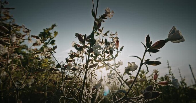 Silene Latifolia Subsp. Alba. Formerly Melandrium Album. White Campion Is A Dioecious Flowering Plant In The Family Caryophyllaceae