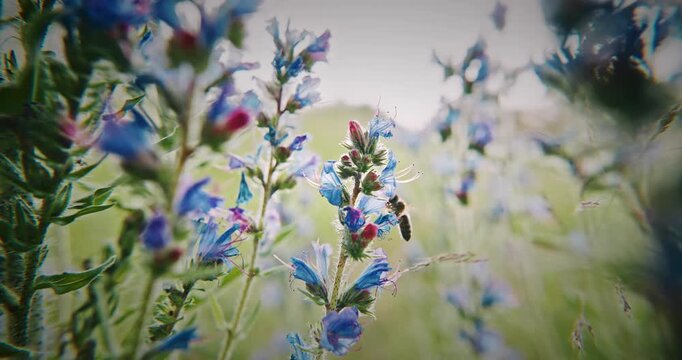Nature's Beauty: Insect on Blooming Wildflowers. bee collecting nectar