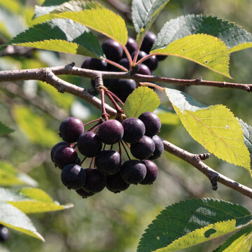 Ripe serviceberry fruit growing on branch with green leaves.
