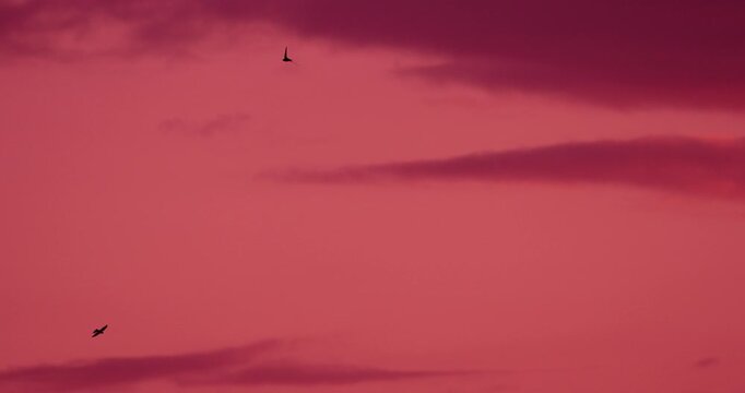 Barn swallow gliding in slow motion against soft rose pink evening sky at dusk