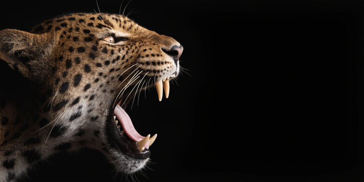 Roaring Leopard Profile on Black Background