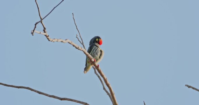 Coppersmith Barbet bird preening breast feathers while perched on dry tree branch against clear blue sky during daytime. Close-up telephoto shot of tropical avian behavior in nature.