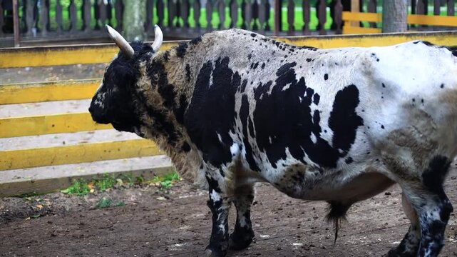 A black and white cow standing in a fenced in area