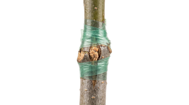 Grafted fruit tree branch with green garden tape, close-up of plant propagation technique, horticultural grafting on white background