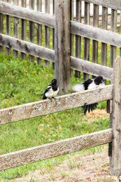 Dynamic magpies on rustic wooden fence with one bird in mid‑wing motion