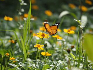 Plain tiger butterfly (Danaus chrysippus) flying over bright yellow creeping daisy flower. Nectar feeding, insect pollination, biodiversity, and nature wildlife stock photo © nitesh