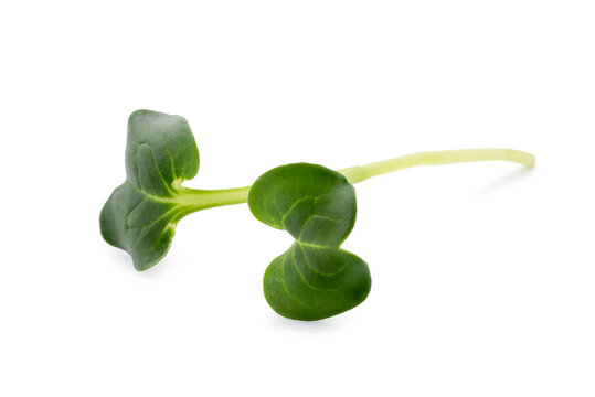 Sprig of fresh microgreen isolated on white