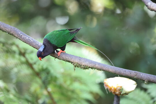 Stella's lorikeet (Charmosyna stellae stellae) is a species of parrot in the family Psittaculidae. It is endemic to New Guinea.