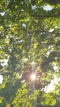 Sun Shining Through Tree in the Morning