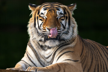 Obraz premium Amur Tiger Licking Its Nose in Close Up Portrait