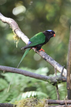 Stella's lorikeet (Charmosyna stellae stellae) is a species of parrot in the family Psittaculidae. It is endemic to New Guinea.