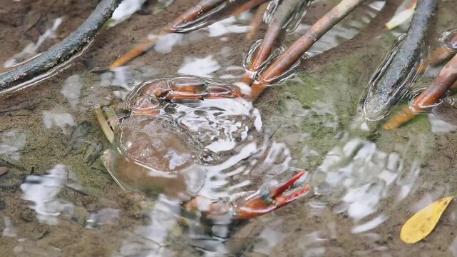 Black crabs or mud crabs are commonly found in mangrove environments they inhabit muddy areas rivers tidal zones and mangrove swamps.