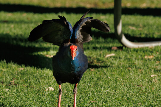 Close up of Australasian swamphen