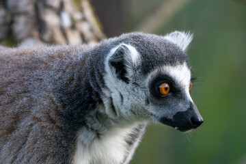 Naklejka premium Ring-Tailed Lemur Side Profile with Bright Orange Eye