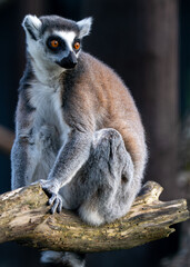 Naklejka premium Ring-Tailed Lemur Sitting on Tree Branch with Bright Orange Eyes