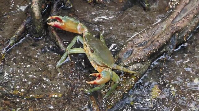 Black crabs or mud crabs are commonly found in mangrove environments they inhabit muddy areas rivers tidal zones and mangrove swamps.