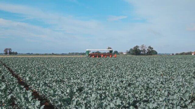 Bright blue sky above vast green crop field