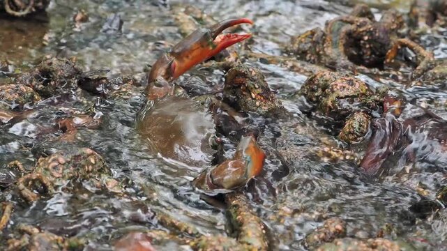 Black crabs or mud crabs are commonly found in mangrove environments they inhabit muddy areas rivers tidal zones and mangrove swamps.