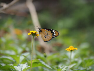 butterfly on a flower Plain tiger butterfly (Danaus chrysippus) perched on a bright yellow flower sucking nectar. Macro insect behavior, wildlife nature, and garden biodiversity stock photo © nitesh