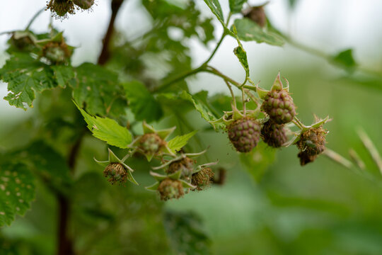 Unripe green raspberries growing on a bush in the garden close up