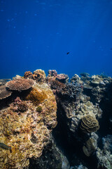 Healthy tropical coral reef ecosystem growing in deep blue ocean. © PIPE DIVE UNDERWATER