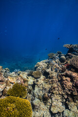 Healthy tropical coral reef ecosystem growing in deep blue ocean. © PIPE DIVE UNDERWATER