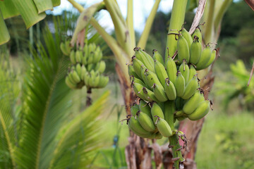 Green unripe bananas hanging on a banana tree in a tropical garden. © Pusit