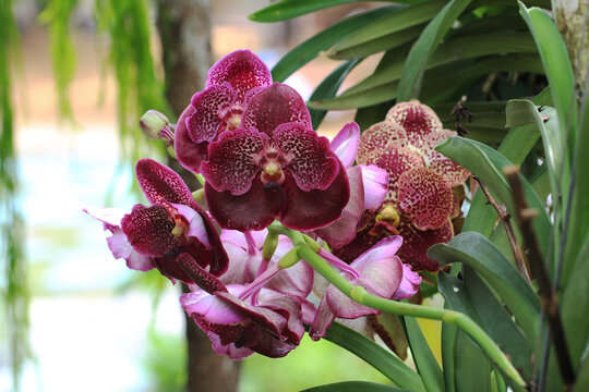 Beautiful red purple vanda orchids at botanical garden.