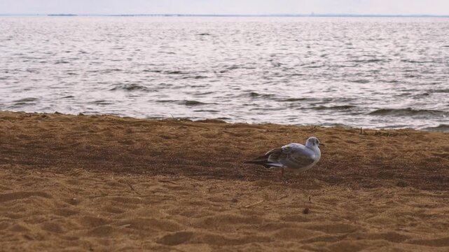A seagull perched on the sand by the water's edge