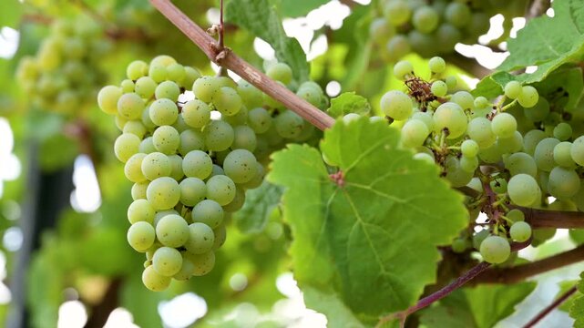 Green grapevine, ripe riesling wine grapes growing on vine, vineyard in Trier, Mosel Valley Germany, agriculture at Moselle river, windy stormy weather