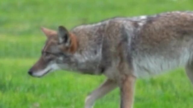 Gray Wolf Sniffing in Green Meadow