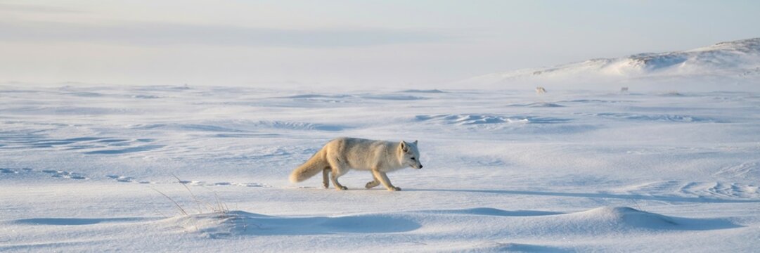 Arctic fox wanders across cold winter tundra. Gray and white arctic fox running on snowy wilderness landscape in freezing nature.