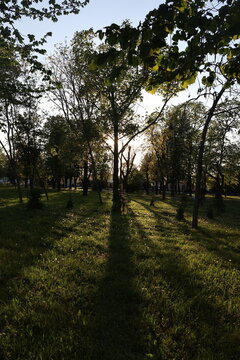 Sun fining its way trough forest