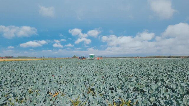 Vast field of green cabbage under blue sky