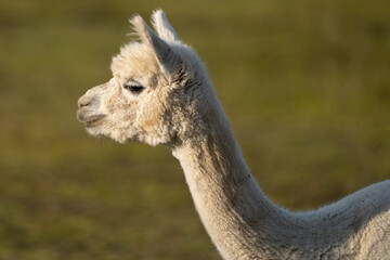 Naklejka premium Close Up Portrait of a White Alpaca Looking to the Side in Warm Evening Light